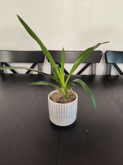 1-4"- Yuca & 1-4"- white ceramic container