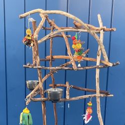 Parrot Perch Tree…. Breeder Direct at Wholesale…  A great Socializer! Delivery’avail …. 
