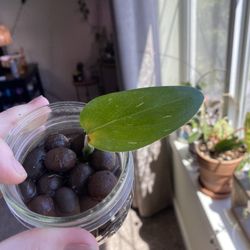 monstera standleyana albo cutting 