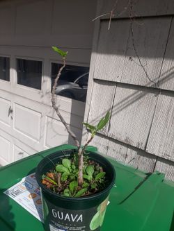 Turkey Fig Tree In 1 Gallon Pot