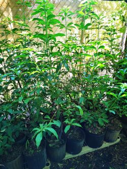 Firebush 3 Gallon Butterfly Plant