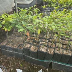 Avocdo Trees Has Grafted