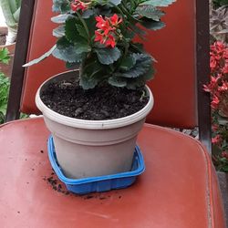 Kalanchoe Plant