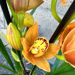 Cymbidium Orchids 2 Spikes Pot 