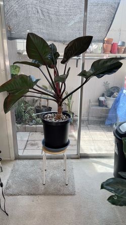🔥L HUGE Philodendron 'Rojo Congo' – Only $50!