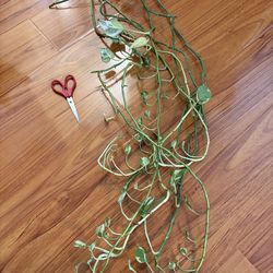 N joy pothos cuttings