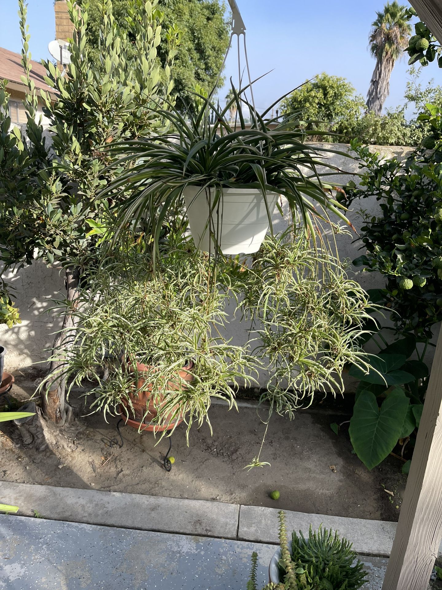 Big Spider Plant