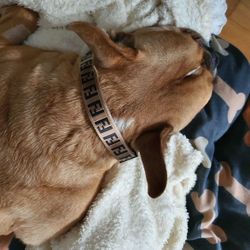 FF Dog Collar New!