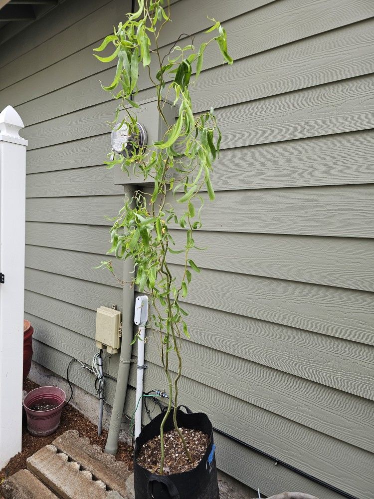 Curly Willow Tree