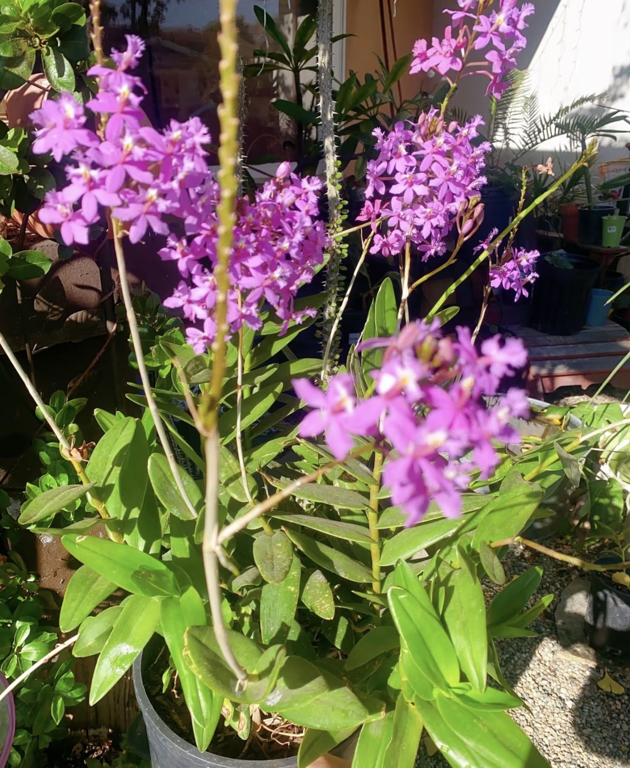 Orchid