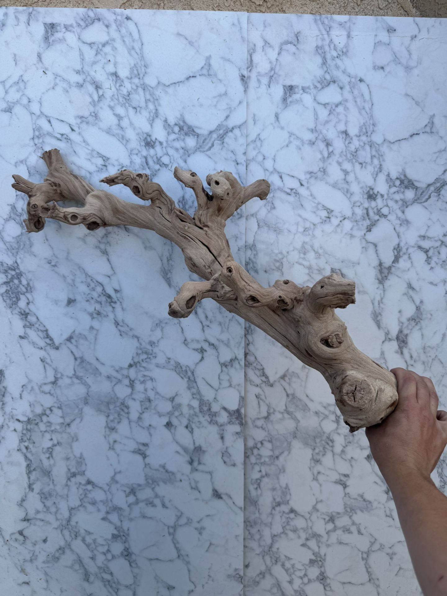 Sandblasted Grapevine Wood | Natural Driftwood Branch for Terrariums, Aquascaping, or Rustic Decor