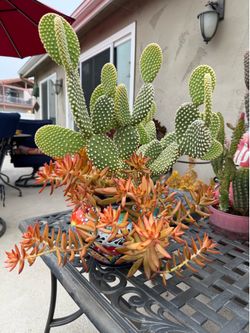 Succulent arrangement for sale in Mexican pot
