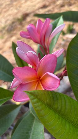 Pink plumeria plant 5 gallon pot