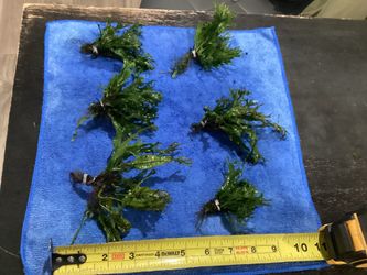 AQUARIUM JAVA LIVE PLANTS