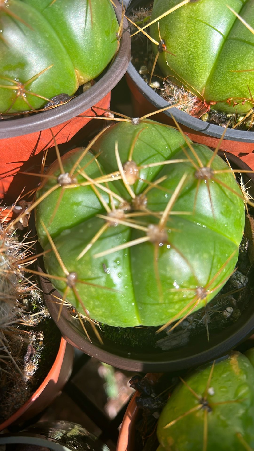 Cactus Y Succulent