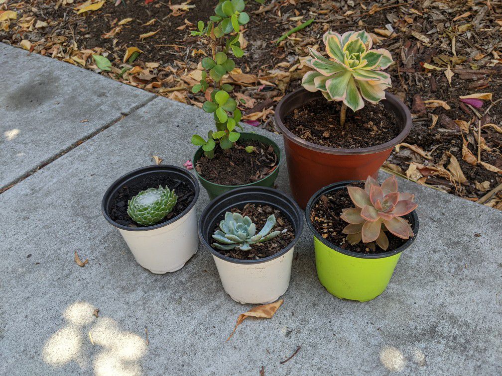 Five Succulent Plants 