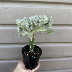5” mermaid tail cactus