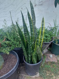 Big snake plant