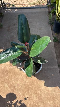 Rubber plant