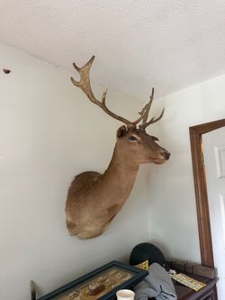 Deer head