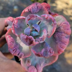 Echeveria Beyonce Rainbow Succulent Plant
