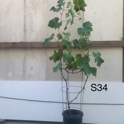 S34- Kyoho Grapes Vines Tree 巨峯葡萄樹