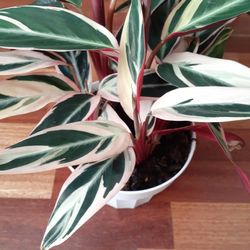 Stromanthe House Plant