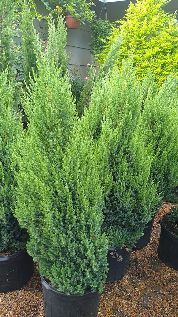 Blue point juniper for Sale in Houston, TX OfferUp