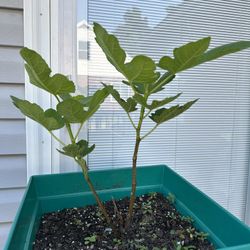 Fig Fruit Tree 