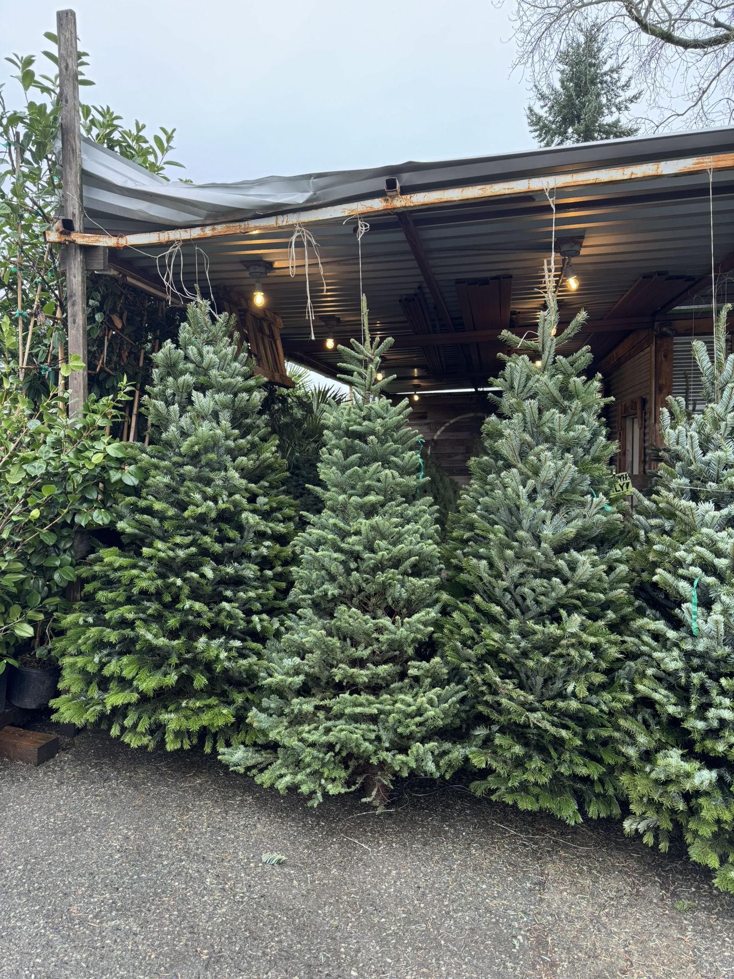 $19 Christmas Trees $19