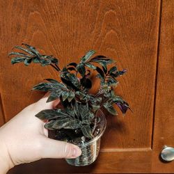 Rare and Gorgeous! Solanum Uleanum black/purple plant