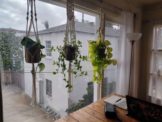 Hanging plants
