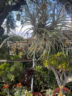 Air plants