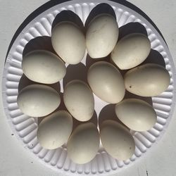 Eggs for Hatching Or Eating