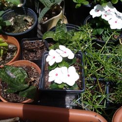 Plantas