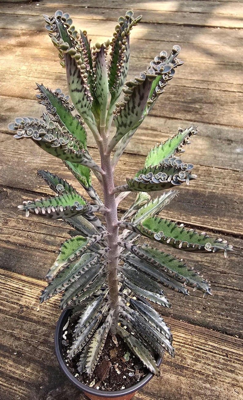 Large Kalanchoe BOGO Live Mother of Thousands (Alligator Plant) 6" Tall and Up