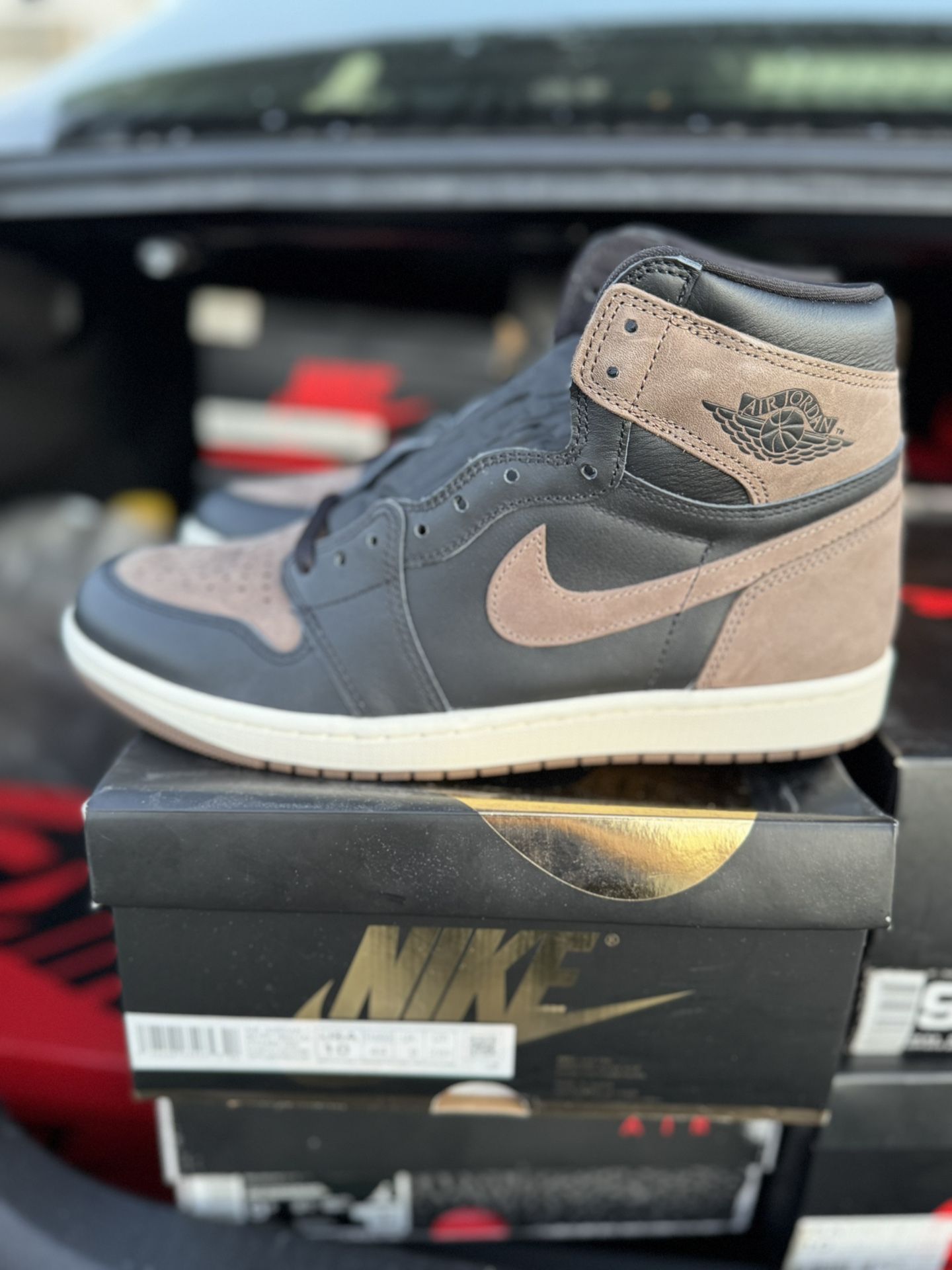 Palomino 1s