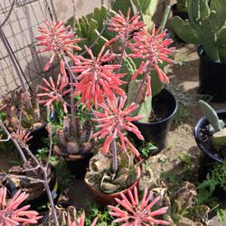 Savila De Jardin Precios De $5 En Delante