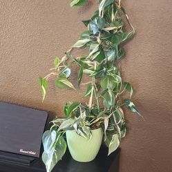 Philodendron RIO Blue.  Original One, Exact Pot Plant 