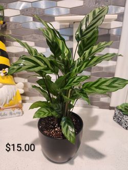 5 inch Ceramic  Matte Black Pot House Plant