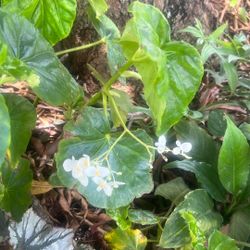 Begonia White Flower Available 