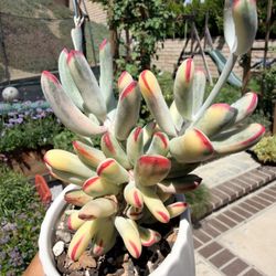 Cotyledon Orbiculata variegated long leaf succulent