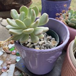 Live Potted Succulents Succulent Arrangements