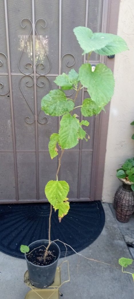 árbol de moral de fruta