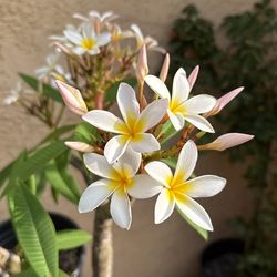 White Yellow And Light Pink Edges, Plumeria