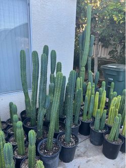 San Pedro cactus