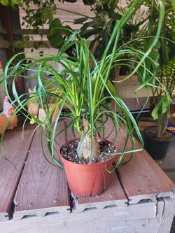 Ponytail Plant 6" Nursery Pot