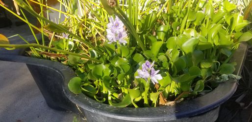Water Hyacinth