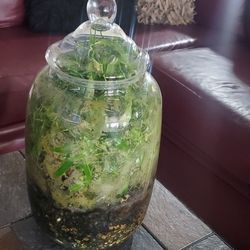 17" TALL GLASS LIVE PLANT TERRARIUM 