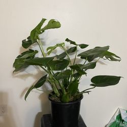 Monstera Plant